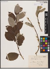 Foto von Salix caprea L.